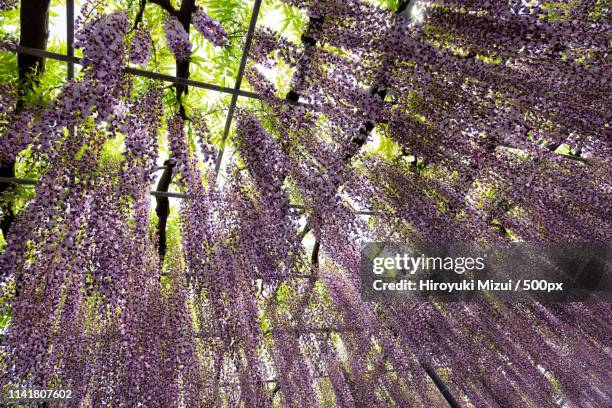 shower of the wisteria - präfektur tochigi stock-fotos und bilder