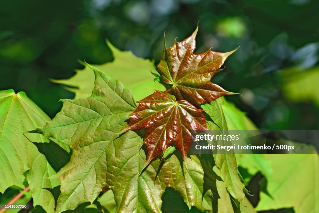 Young Maple Leaves Closeup