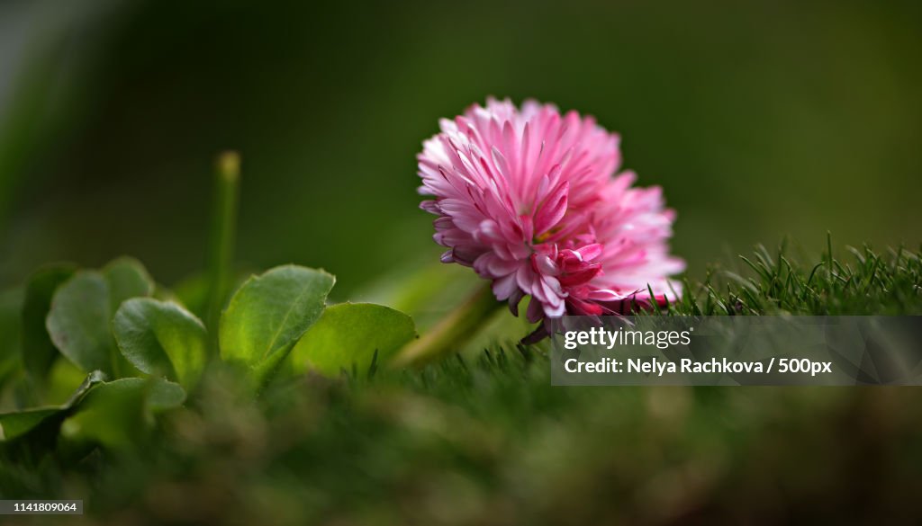 Pompon