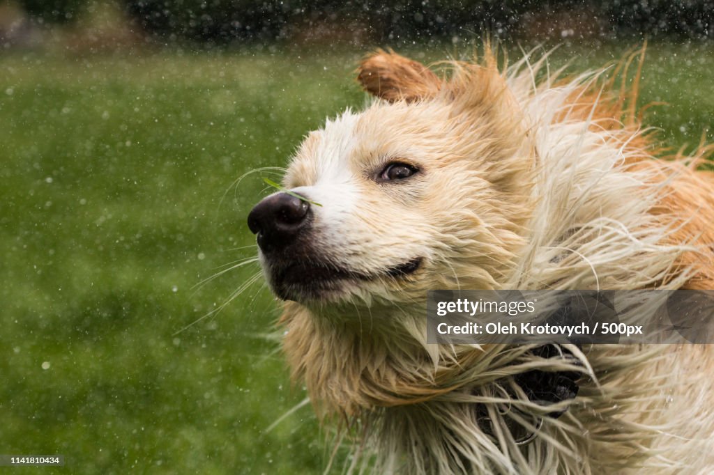Charlie, The Border Collie Vi