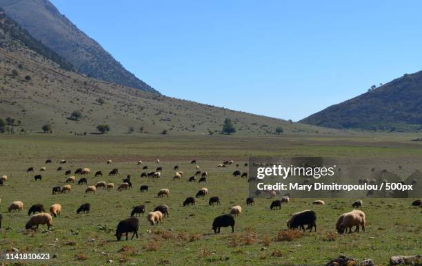 flock of sheep - mary dimitropoulou stock pictures, royalty-free photos & images