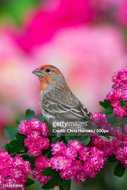 pretty in pink - house finch stock pictures, royalty-free photos & images