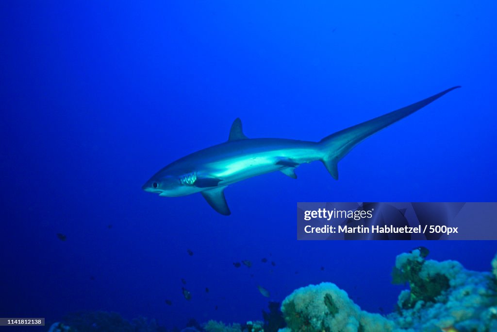 Thresher Shark