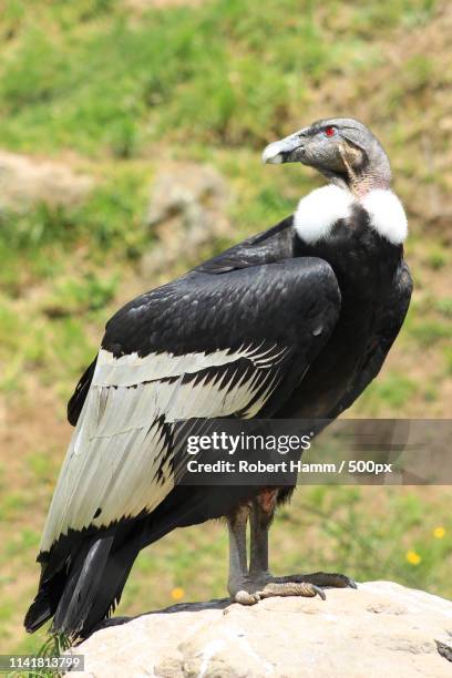 Condors On Rocks Female Andean Condor On A Rock High-Res Stock Photo - Getty Images