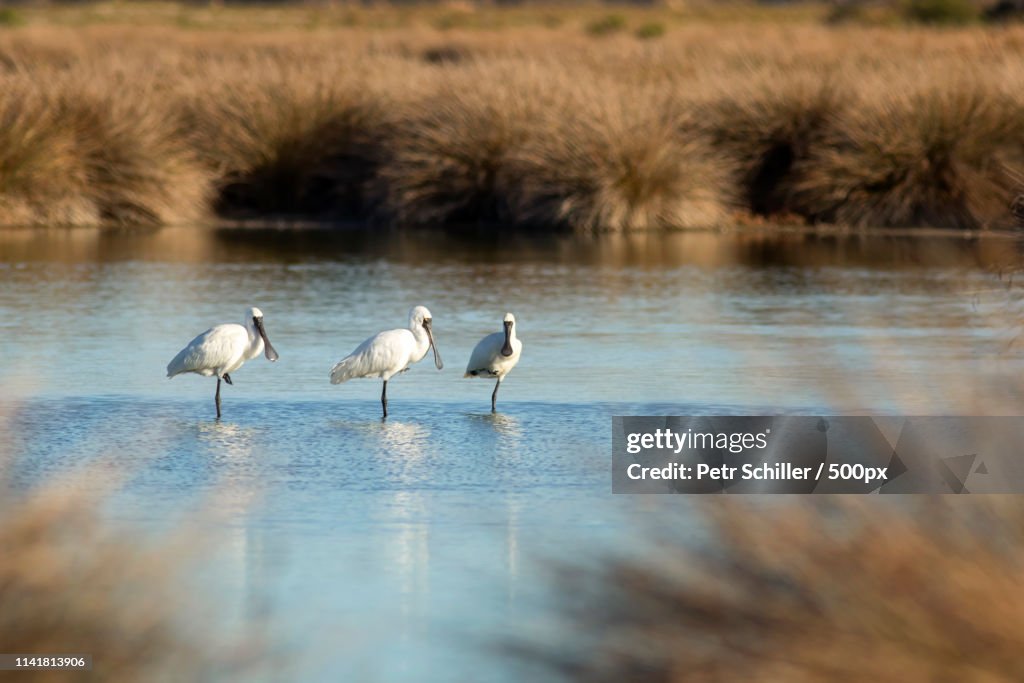 Royal Spoonbill (Platalea Regia) New Zealand