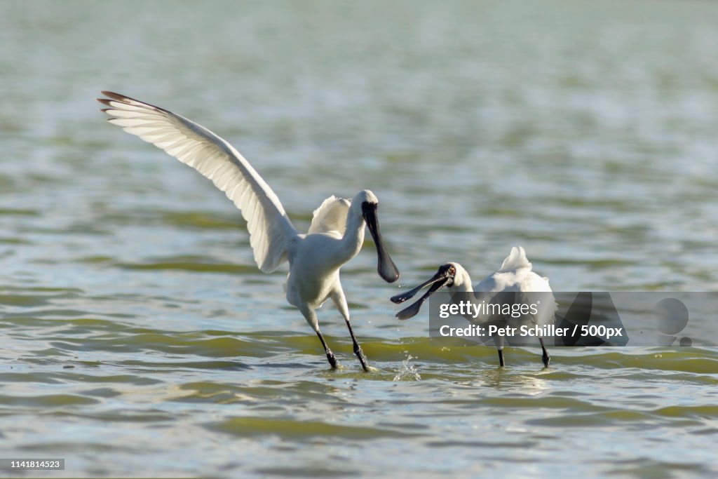 Royal Spoonbill (Platalea Regia) New Zealand