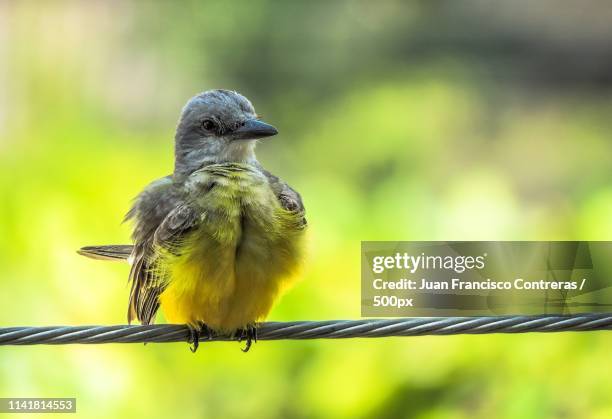 el amarillo imponente - imponente stock pictures, royalty-free photos & images