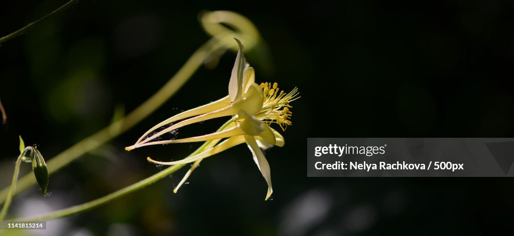 Aquilegia