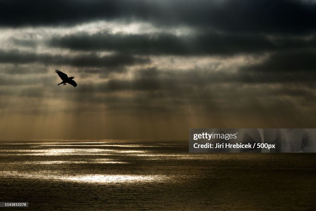 The Raven