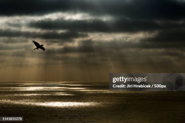 The Raven High-Res Stock Photo