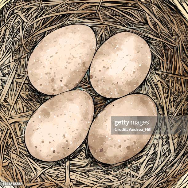 bird nest with eggs pen and ink vector drawing - robin nest stock illustrations