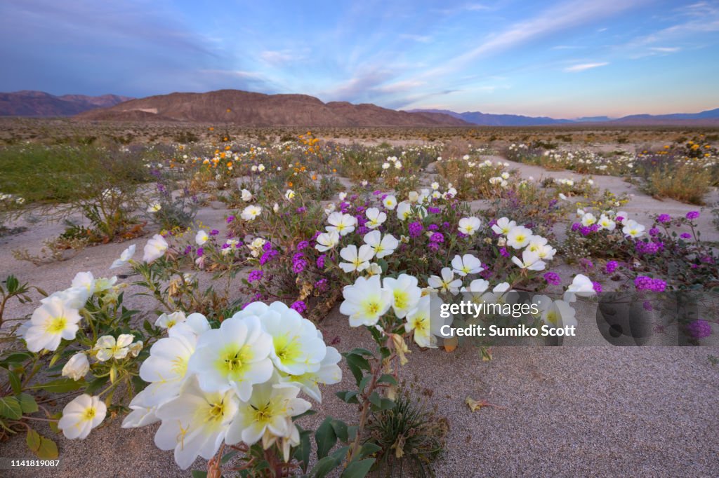 Spring wildflower in Ocotillo Wells SVRA, CA
