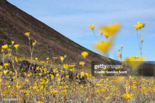 desert sunflower blooming in amboy crater, mojave trails national monument, ca - amboy california stock-fotos und bilder