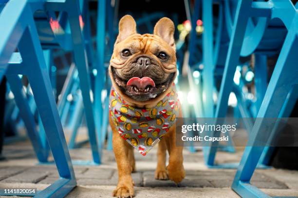 dog parading on the catwalk - buldogue francês imagens e fotografias de stock