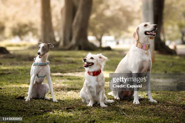 three dogs posing for portrait - three animals stock pictures, royalty-free photos & images