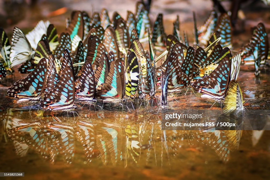 Beautiful Butterflies Swarm Oil Pain Thailand