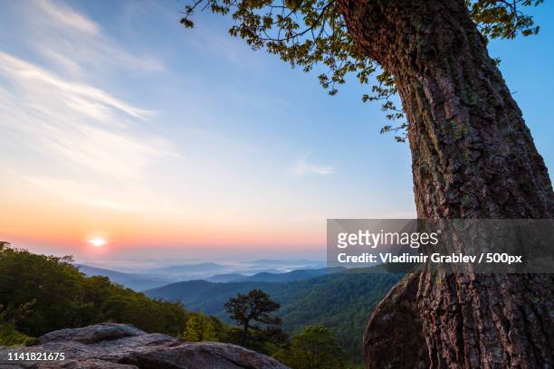 dawn under the tree - shenandoah valley stock pictures, royalty-free photos & images