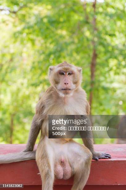portrait of crab-eating macaque in national park, thai monkey - penis humour photos et images de collection
