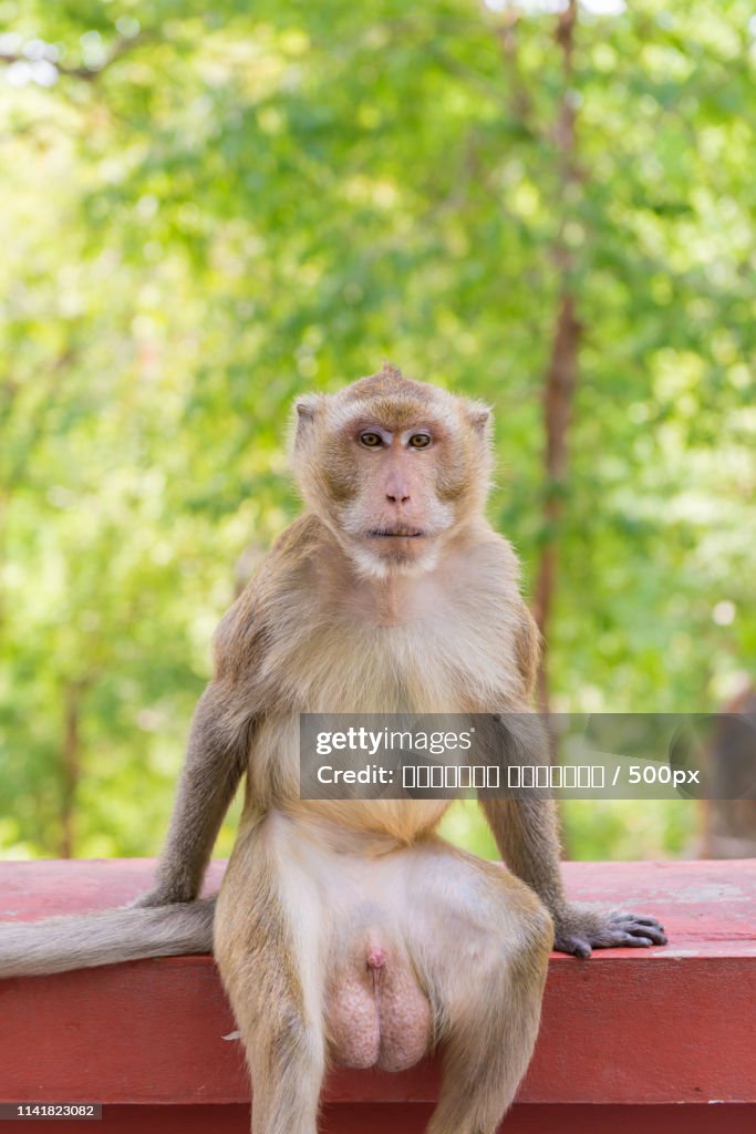 Portrait Of Crab-Eating Macaque In National Park, Thai Monkey