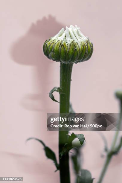 greeen and white flower bud - florish stock pictures, royalty-free photos & images