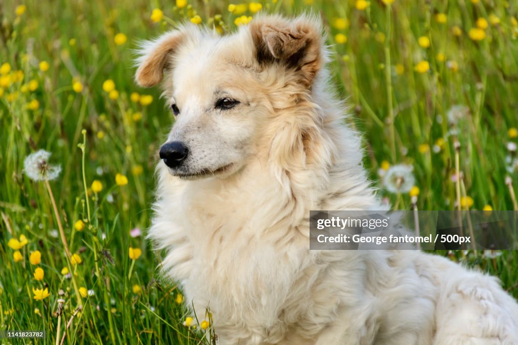 Little White Dog
