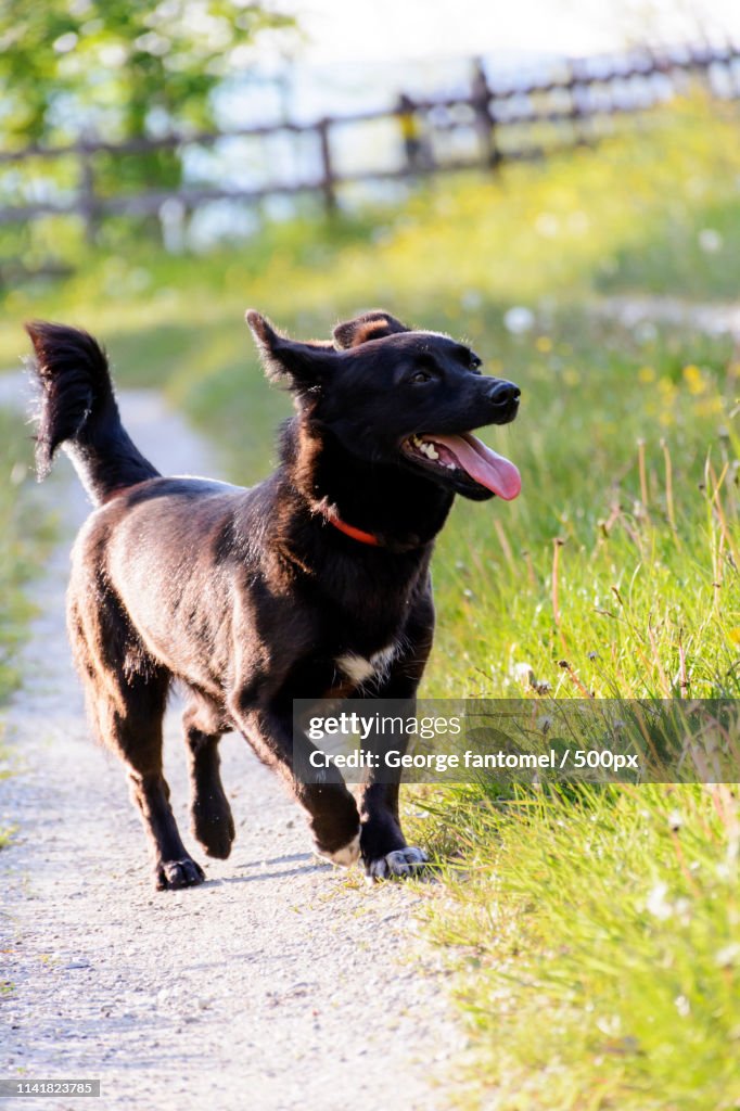 Little Black Dog
