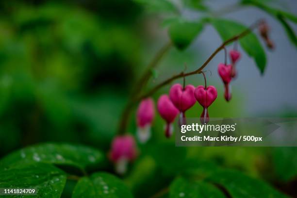 close up of pacific bleeding heart (dicentra formosa) - bleeding heart stock pictures, royalty-free photos & images
