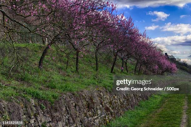 almond trees - fluchtpunkt stock pictures, royalty-free photos & images