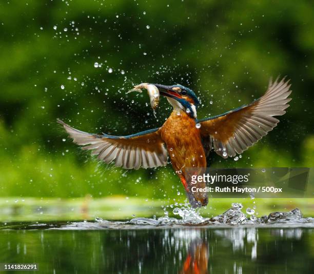 fly fishing - common kingfisher fotografías e imágenes de stock