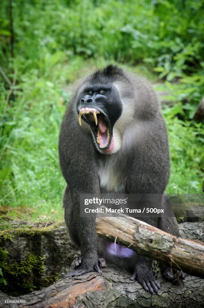 Baboon