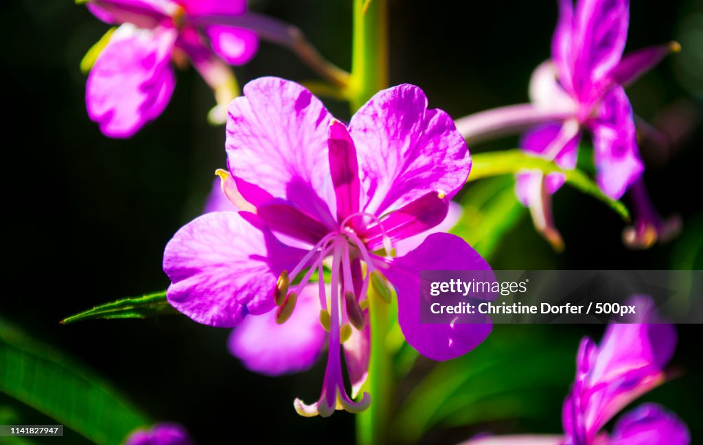 Fireweed