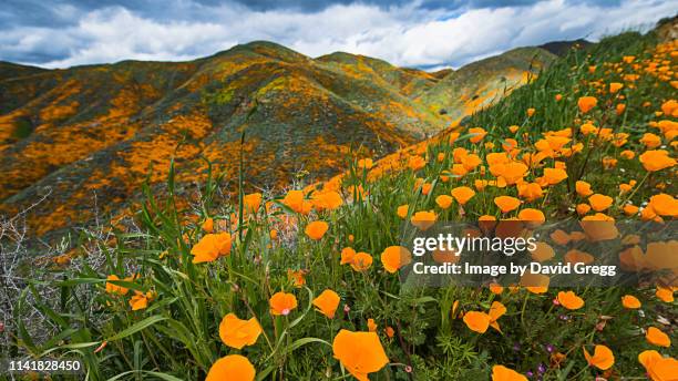 california superbloom - orange california stock pictures, royalty-free photos & images