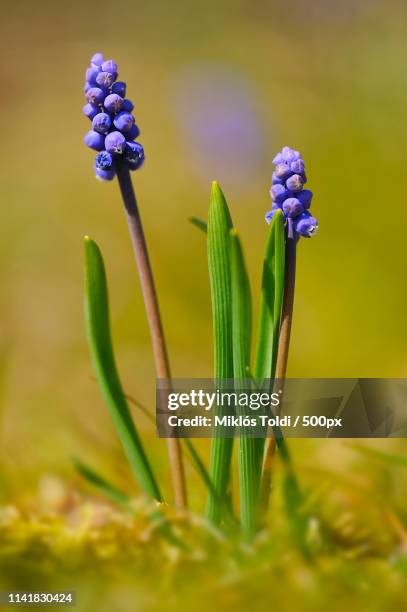 muscari botryoides - muscari botryoides stock pictures, royalty-free photos & images