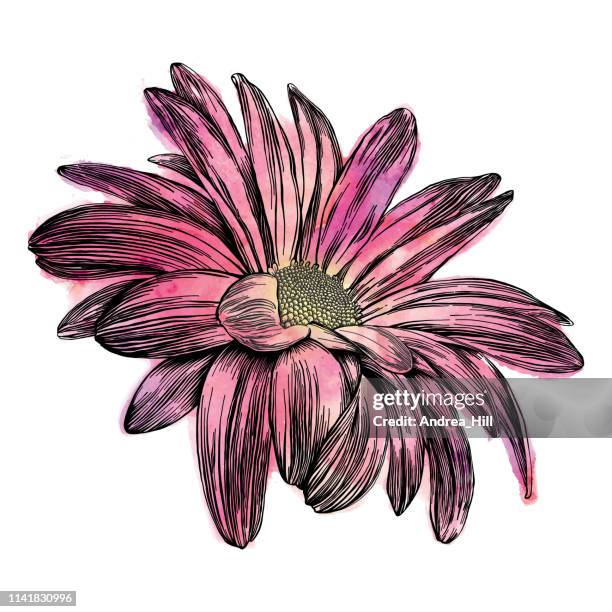 stockillustraties, clipart, cartoons en iconen met chrysant bloemen pen en inkt vector aquarel illustratie - struikmargriet