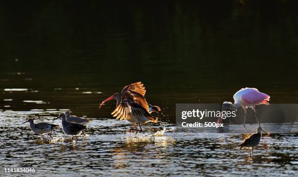 roseate spoonbill bathing - rosalöffler stock-fotos und bilder