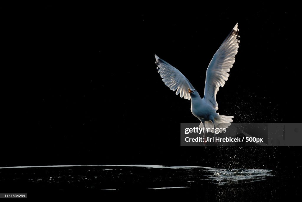 European Herring Gull