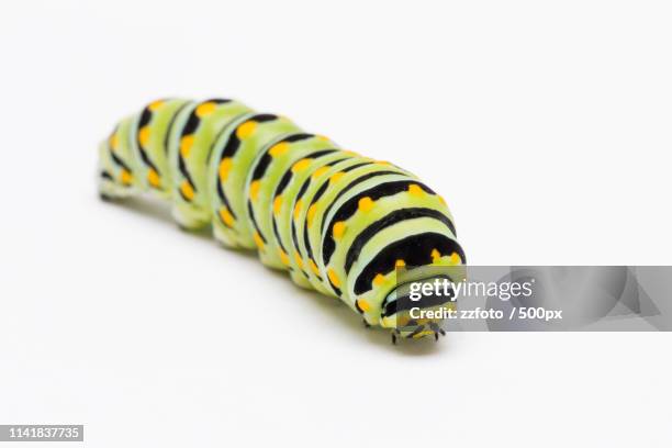 swallowtail butterfly caterpillar - parsley caterpillar stock pictures, royalty-free photos & images