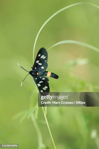 the nine-spotted moth, a little beauty - amata phegea stock pictures, royalty-free photos & images