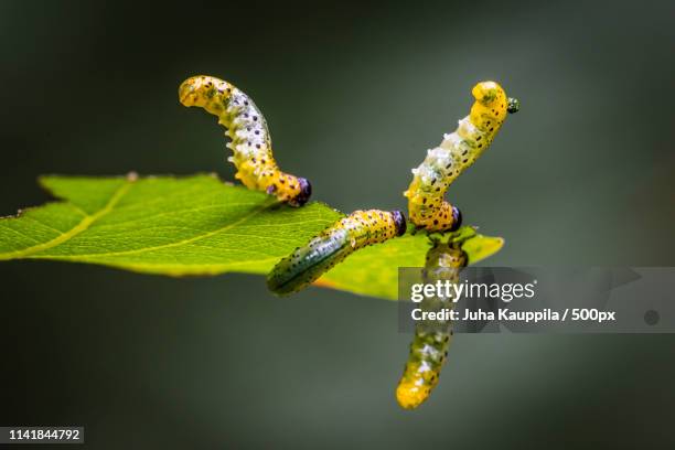 close up of four caterpillars on leaf - larva imagens e fotografias de stock