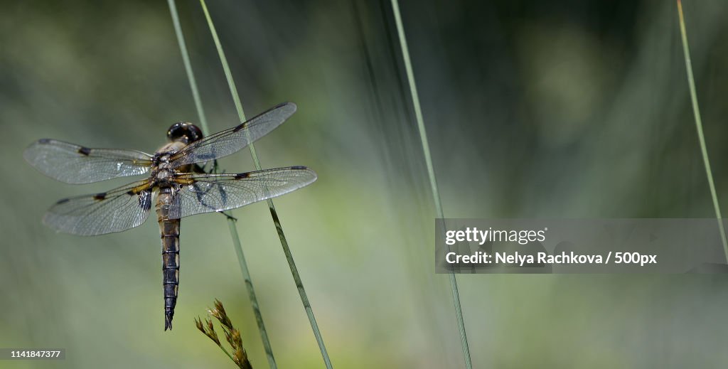 Dragonfly perching on plant stem