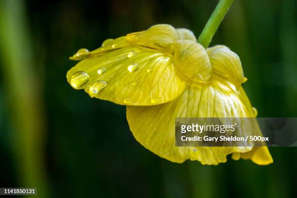 veins and rain - ranunculus lingua stock pictures, royalty-free photos & images