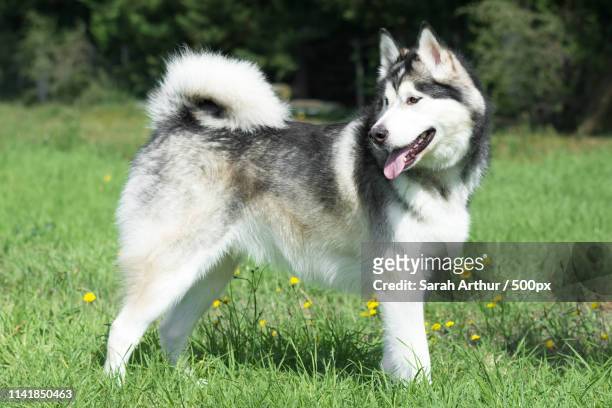 alaskan malamute - malamute stock pictures, royalty-free photos & images
