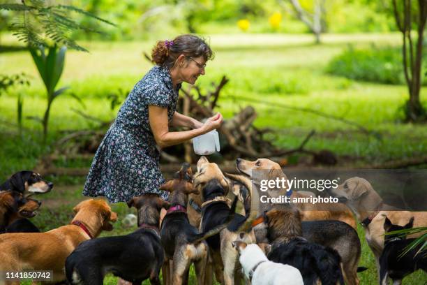una donna con i suoi molti cani adorabili nel suo giardino tropicale - sfruttamento-degli-animali foto e immagini stock