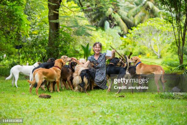 glückliche frau mit ihren hunden - large group of animals stock-fotos und bilder