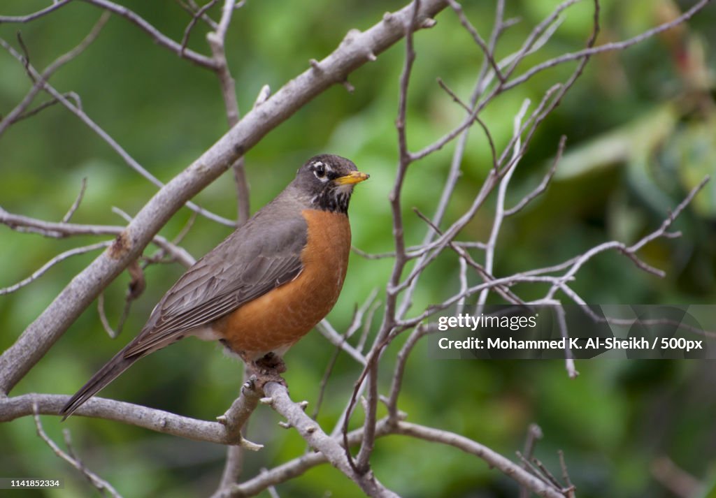 Robin High-Res Stock Photo - Getty Images