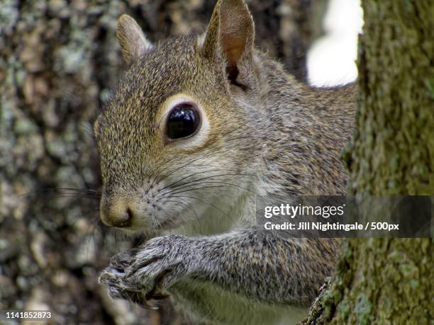 24 Bushy Tailed Rodent Stock Photos High Res Pictures and Images 24 Bushy Tailed Rodent Stock Photos High Res Pictures and Images