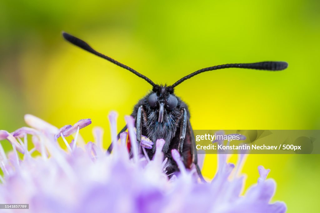 Blue Moth On Clover Flower