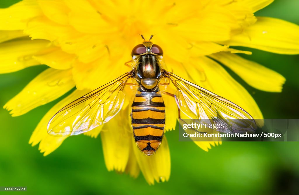 Hoverfly On Dandelion Flower