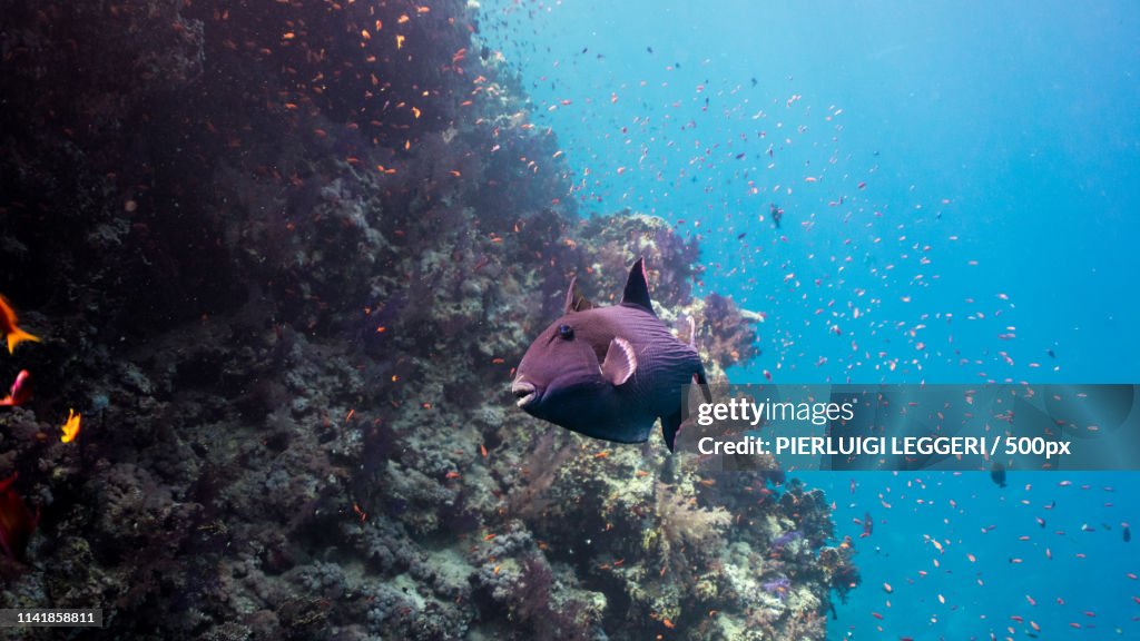 The Curious Trigger Fish