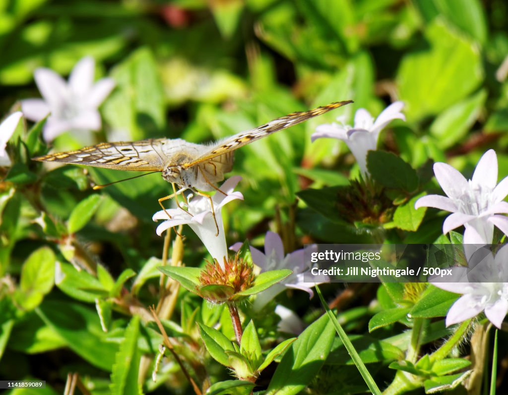 White Peacock Butterfly On Wildflower